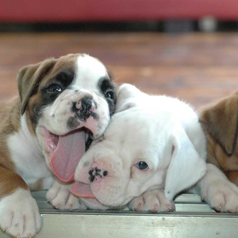 Puppies-1 Gray cat with black stripes looking up