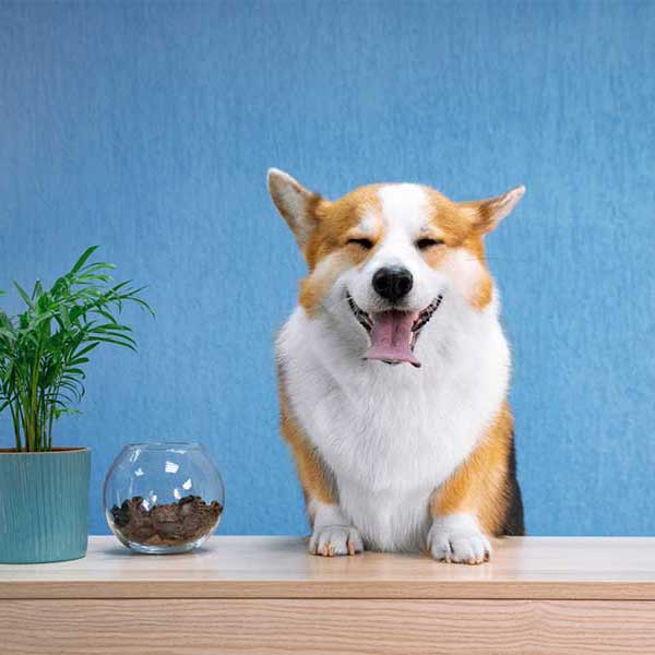 Gray cat with black stripes looking up